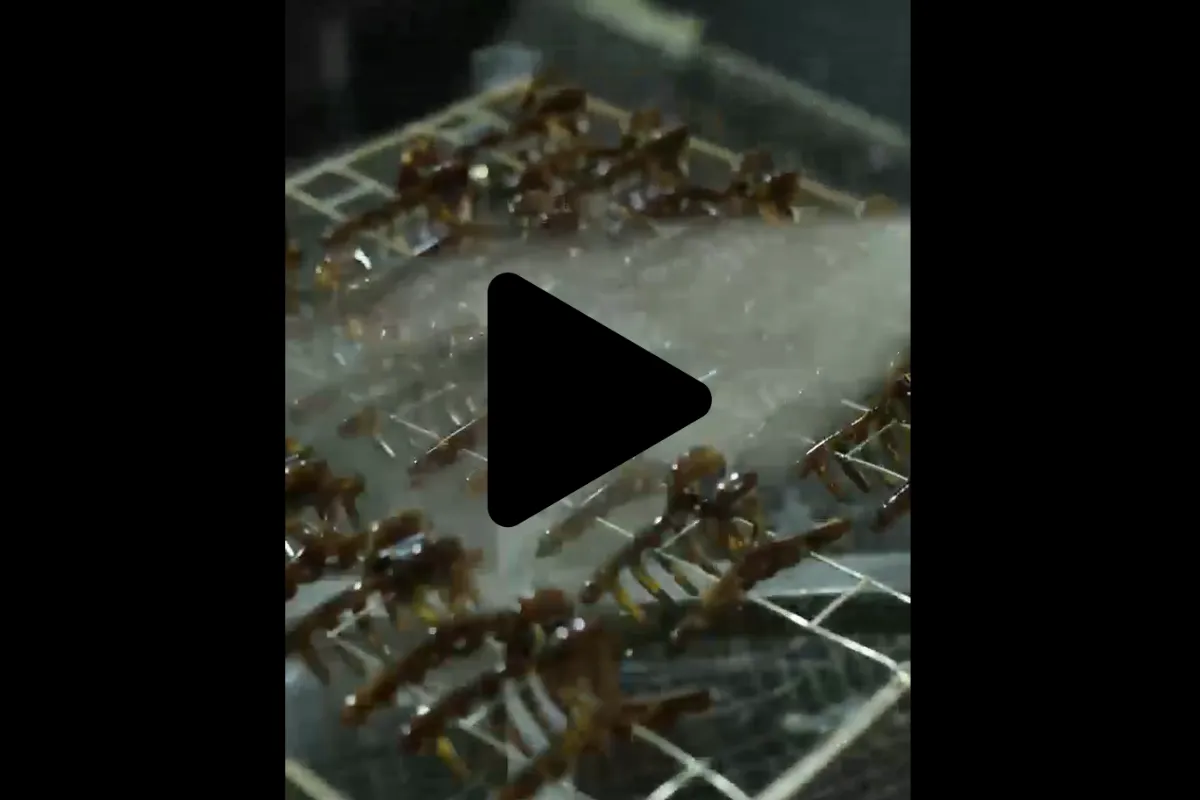 High Quality Spray Painting for Acetate Hair Clips