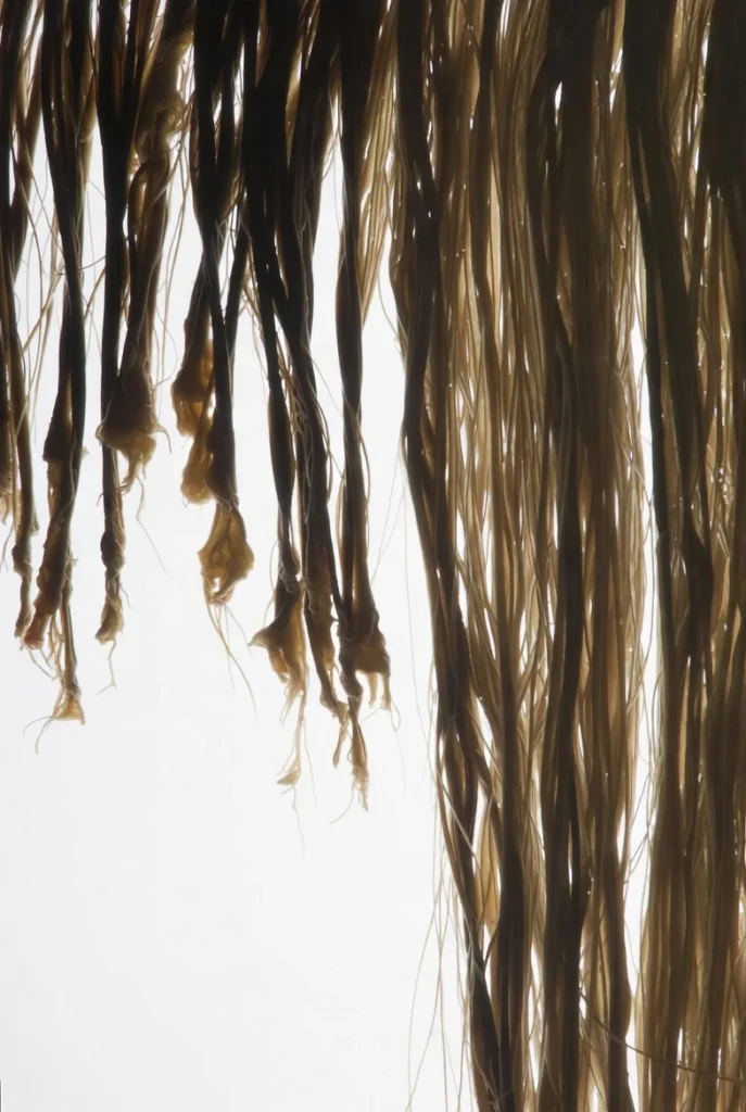 Split ends and damaged hair vs healthy smooth hair strands close-up